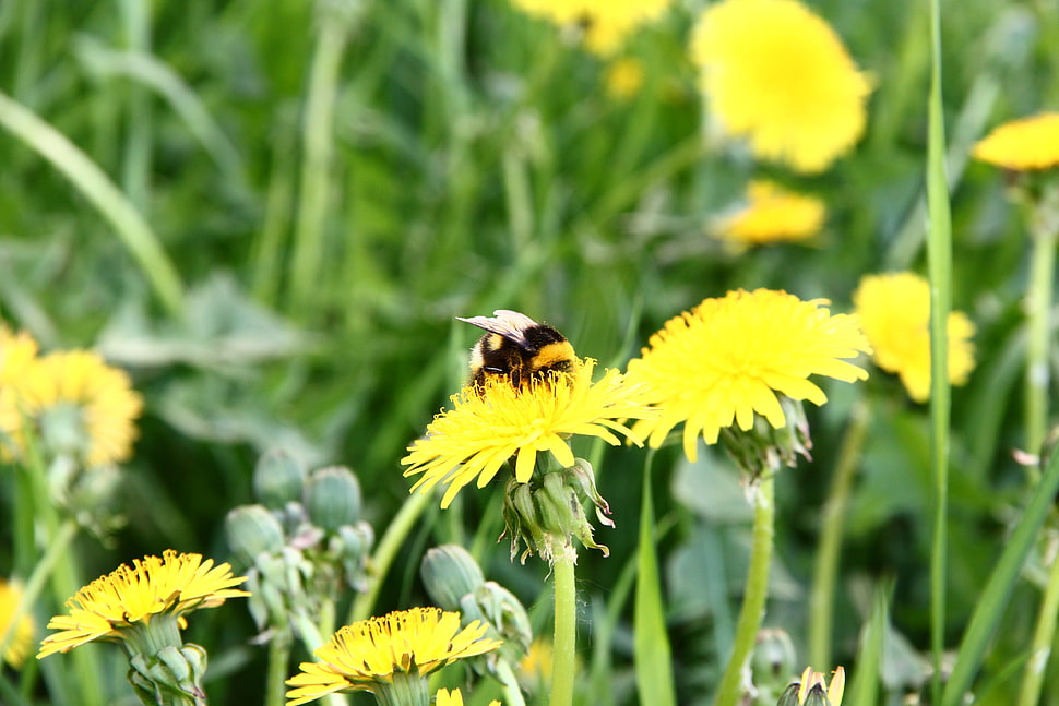 Bee's on yellow sunflower HD wallpaper