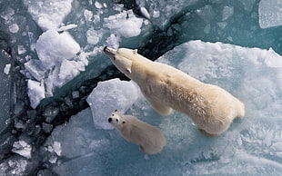 polar bear and cub standing on iceberg during daytime