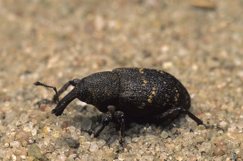black weevil HD wallpaper