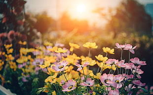photo of pink and yellow petaled flower field during sunrise HD wallpaper
