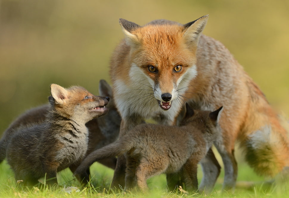orange fox HD wallpaper