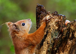 close up photo of a brown furred animal climbing a tree