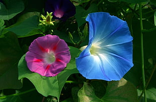 green plant with blue and purple flowers