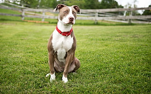 adult white and gray American pit bull terrier sitting on green grass field during daytime