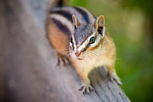 striped squirrel on brown wood in selective focus photography, chipmunk