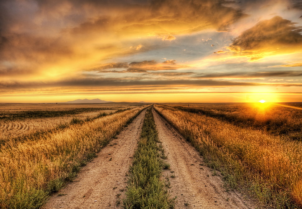 green leafed plants, nature, sunset, road, HDR HD wallpaper