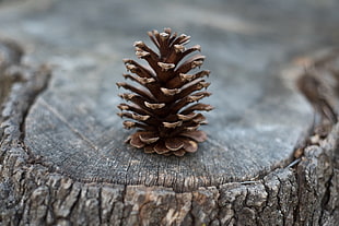 brown pinecone on brown wooden cut panel