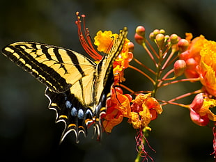 macro shot photography of Eastern Swallowtail butterfly on yellow-and-orange flowers