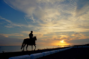 silhouette of person riding on horse beside the sea HD wallpaper