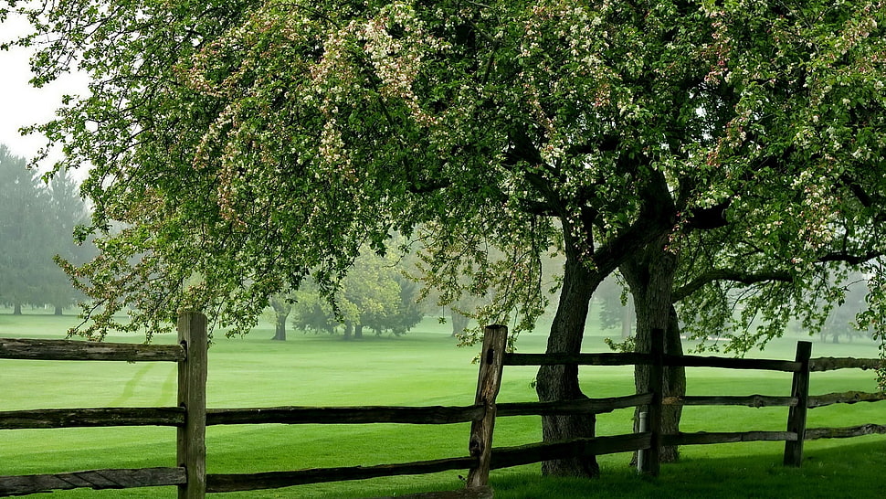 brown wooden fence near two trees on green grass field HD wallpaper