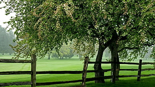 brown wooden fence near two trees on green grass field
