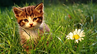 brown kitten, cat, flowers, animals, grass