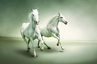 two white horses running HD wallpaper