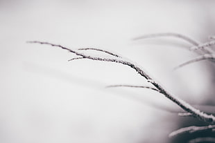 tree, branch, snow, winter