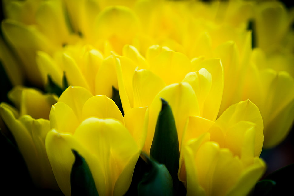 yellow petaled flower vingette photography HD wallpaper