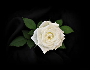 White rose HD wallpaper