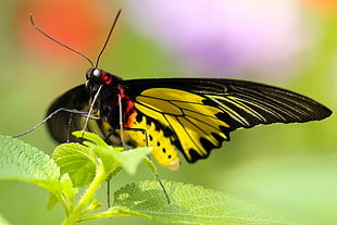 yellow and black butterfly on green leaf HD wallpaper