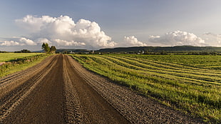 brown dirt road between green grass field