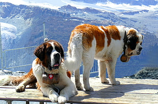 two tricolor Saint Bernard over views snow mountain during daytime