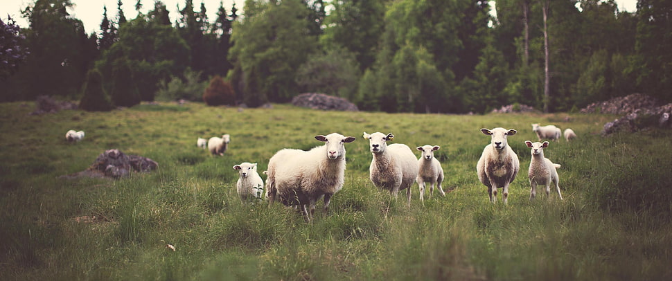 herd of sheep, ultrawide HD wallpaper
