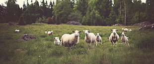 herd of sheep, ultrawide