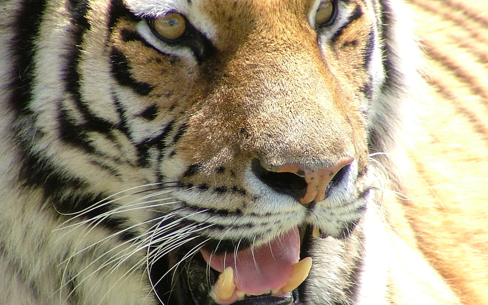 photo of tiger HD wallpaper