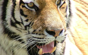 photo of tiger