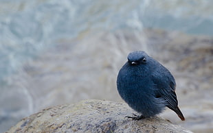 close up photo of blue bird