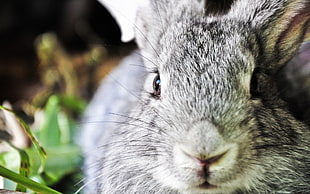 gray rabbit macro photography