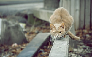shallow depth of field photo of orange cat standing on gray concrete wall