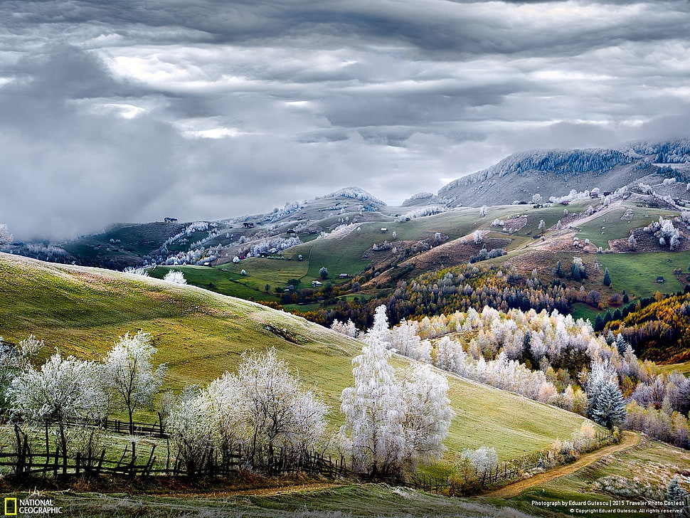 white leafed trees, sky, clouds, landscape HD wallpaper