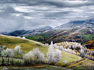 white leafed trees, sky, clouds, landscape