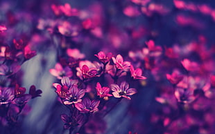 pink and purple petaled flowers