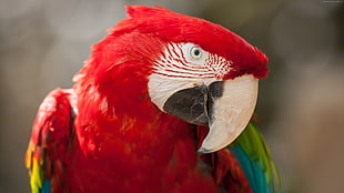 scarlet macao bird in close up photography