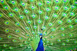 open feathered green and blue peacock, peafowl