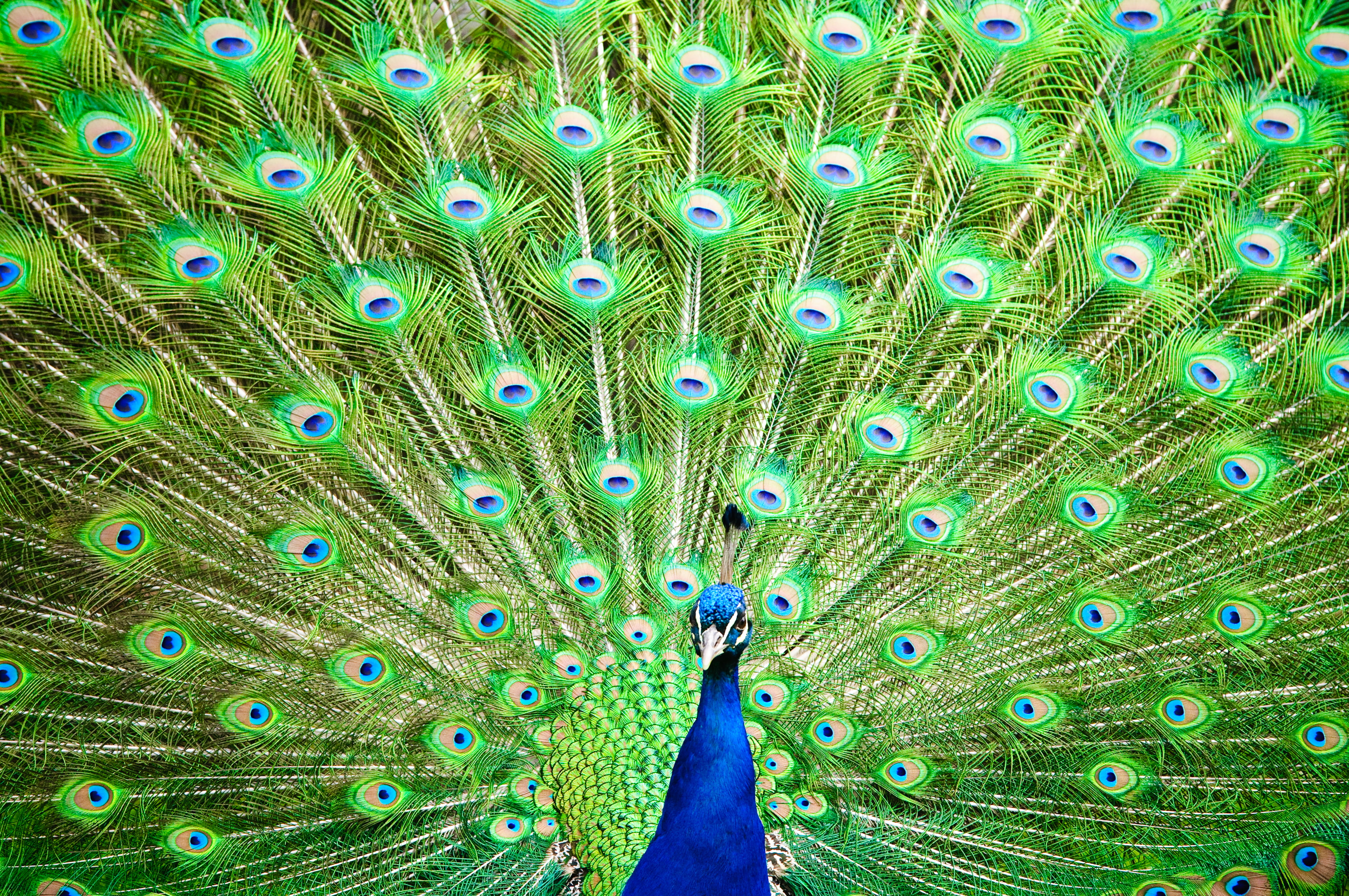 Open feathered green and blue peacock, peafowl HD wallpaper | Wallpaper  Flare