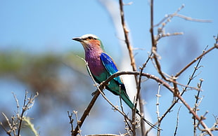 low angle photo of purple, teal, and blue short beaked bird on tree branch