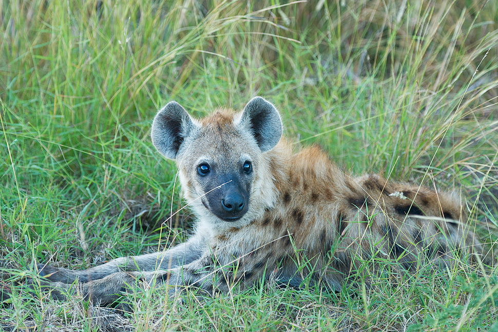 brown and black hyena HD wallpaper