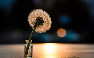clear vase and white dandelion