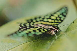 black and green butterfly HD wallpaper