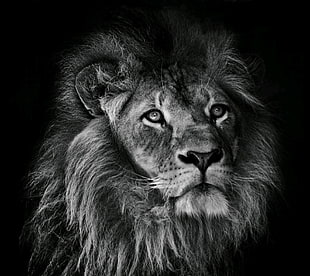 grayscale photography of lion, photography, animals, lion HD wallpaper