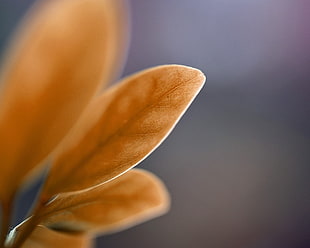 macro shot of brown leaf HD wallpaper