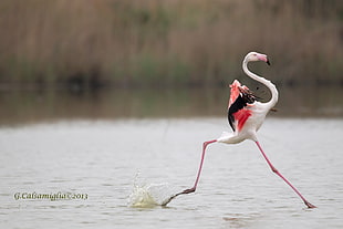 selective focus photography of Flamingo running on water HD wallpaper