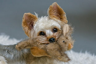 Yorkshire terrier biting brown plush toy