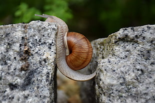 macro shot of brown and beige snail on gray and white rock formation during day time