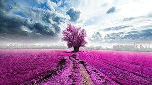 tree in the middle of pink meadow HD wallpaper
