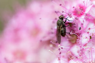 selective photo of black fly on pink flower