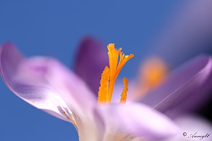 selective focus photography of purple flower, crocus HD wallpaper