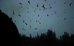 black bats, landscape, bats, silhouette