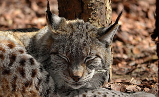 wildlife photography of lynx HD wallpaper
